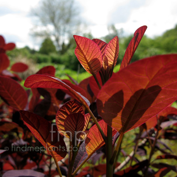 Big Photo of Cotinus Coggygria, Leaf Close-up