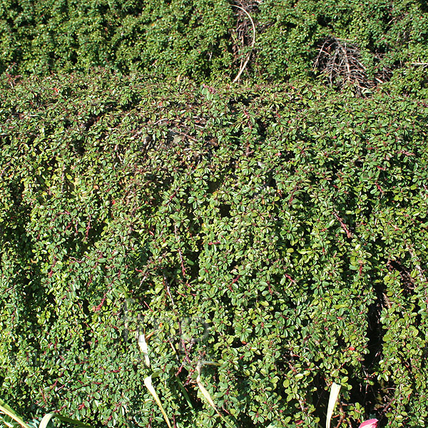 Big Photo of Cotoneaster Congestus