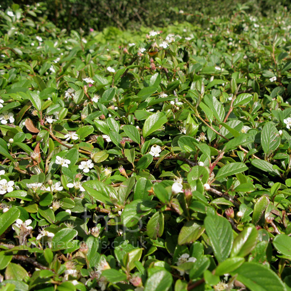 Big Photo of Cotoneaster Dammeri