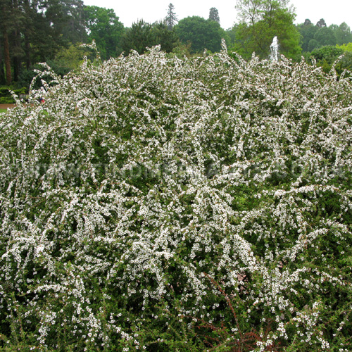 Big Photo of Cotoneaster Conspicuus