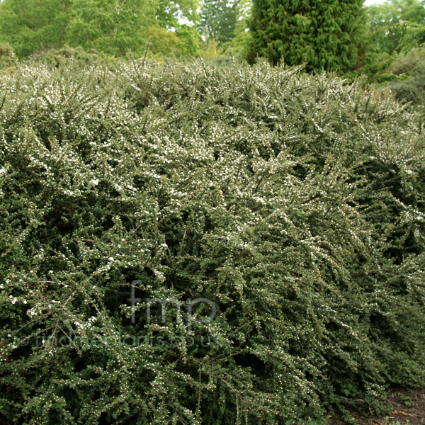 Big Photo of Cotoneaster Glacialis