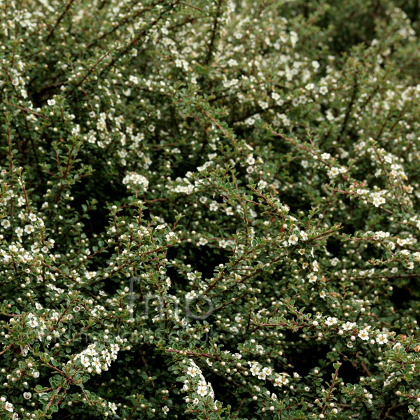 Big Photo of Cotoneaster Glacialis, Flower Close-up