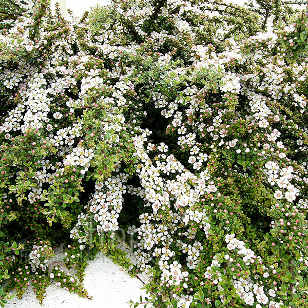 Big Photo of Cotoneaster Horizontalis