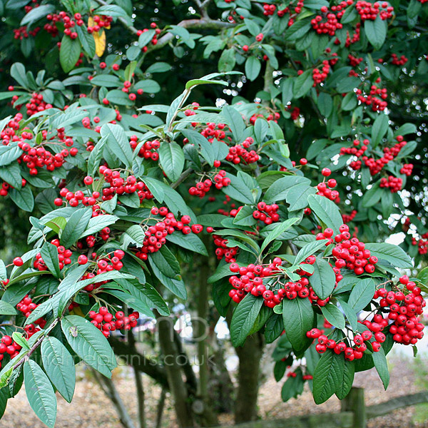 012B Details about   Late Cotoneaster 30 Seeds Cotoneaster Lacteus 