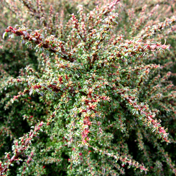 Big Photo of Cotoneaster Linearifolius, Leaf Close-up