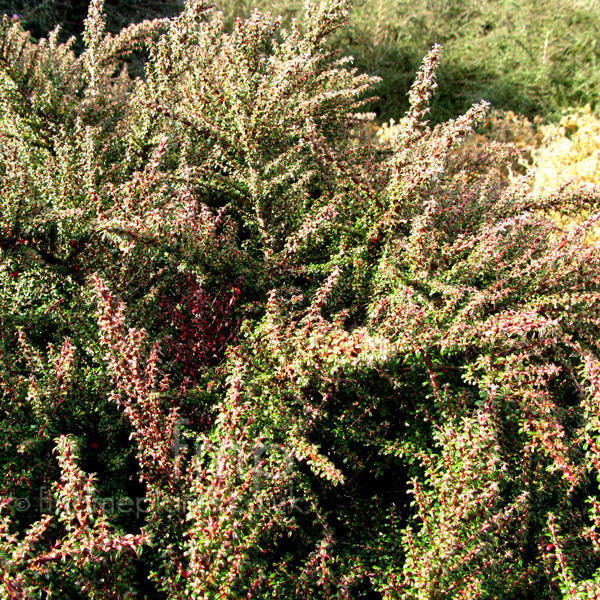 Big Photo of Cotoneaster Linearifolius