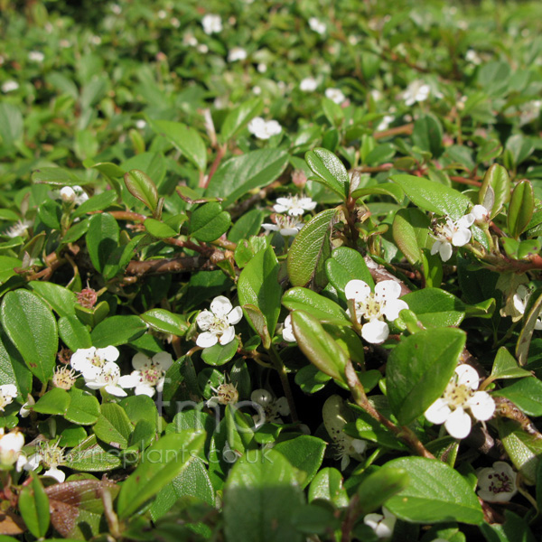 Big Photo of Cotoneaster Dammeri, Flower Close-up