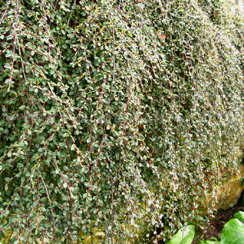 Big Photo of Cotoneaster Radicans