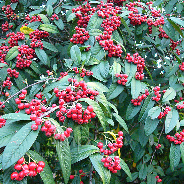 Big Photo of Cotoneaster Frigidus