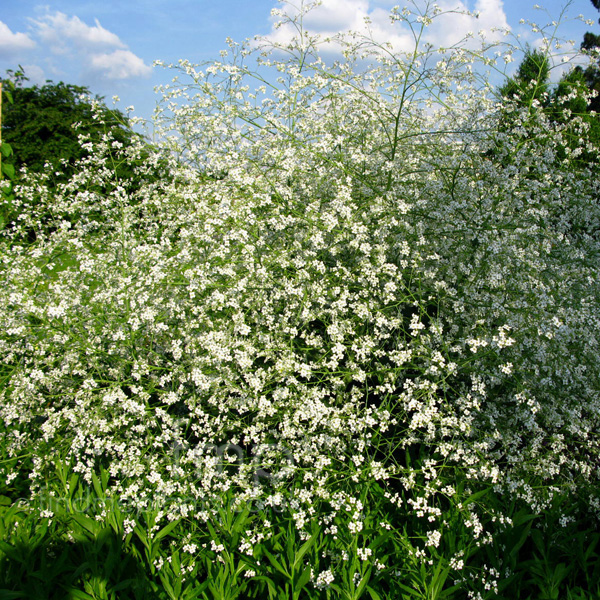 Big Photo of Crambe Cordifolia