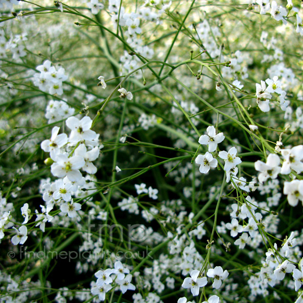 Big Photo of , Flower Close-up