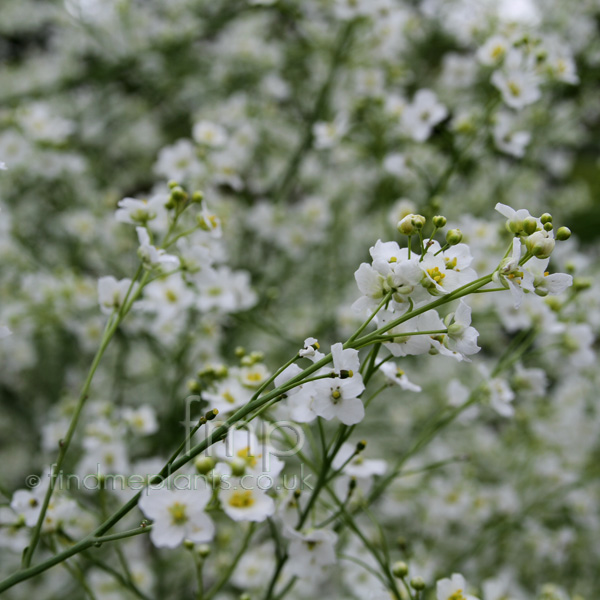 Big Photo of Crambe Cordifolia, Flower Close-up