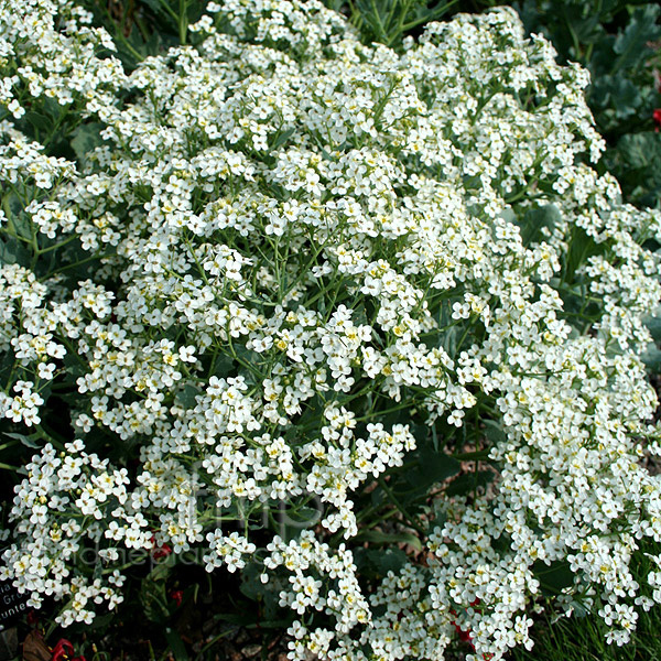 Big Photo of Crambe Maritima