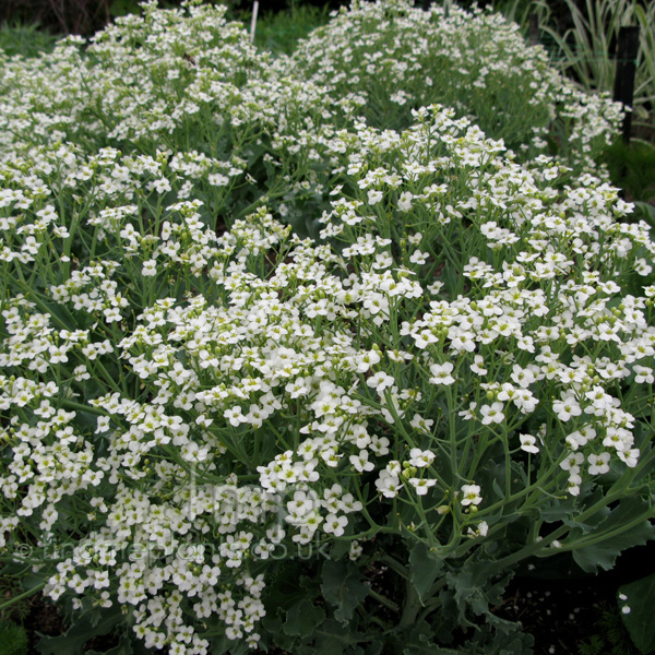 Big Photo of Crambe Maritima