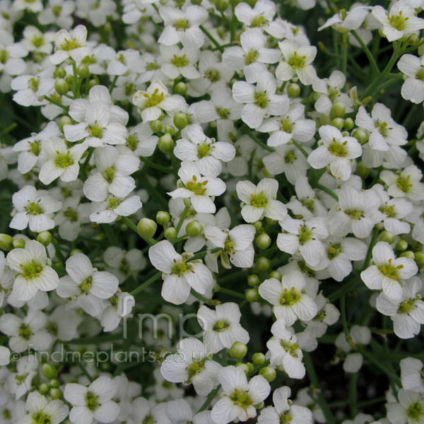 Big Photo of Crambe Maritima, Flower Close-up