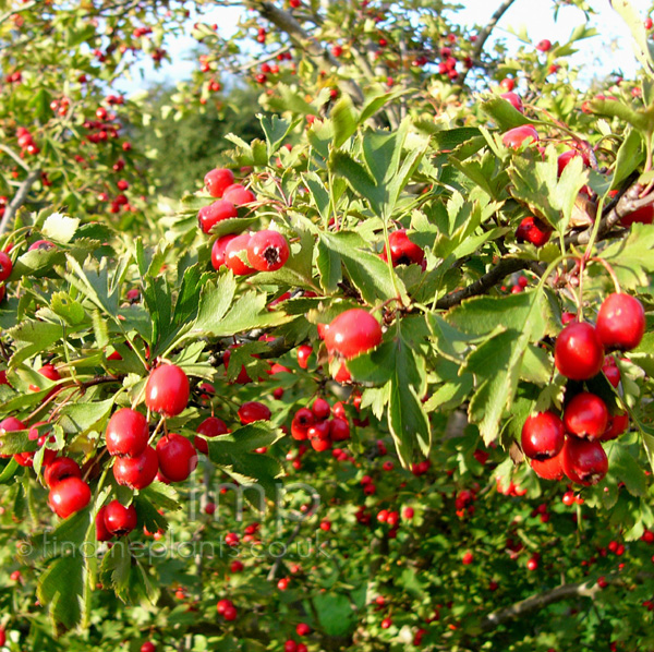 Big Photo of Crataegus Microphylla