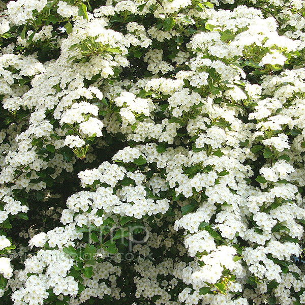 Big Photo of Crataegus Monogyna