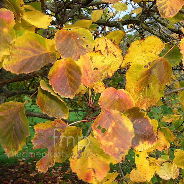 Big Photo of Crataegus Pennsylvania