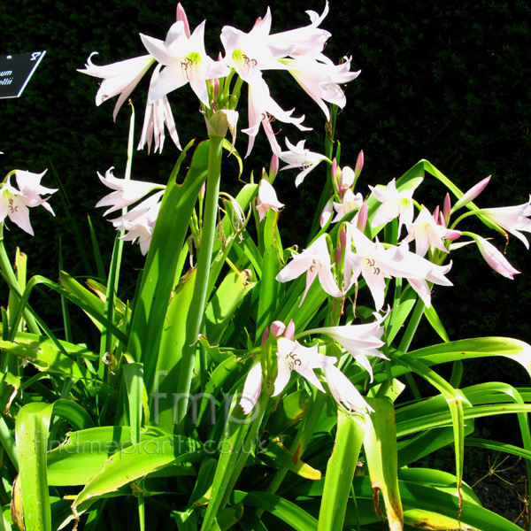 Big Photo of Crinum X Powellii'