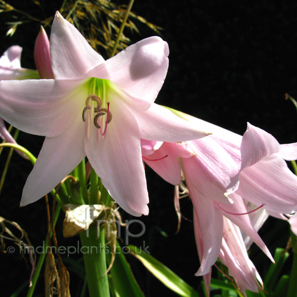 Big Photo of Crinum X Powellii', Flower Close-up