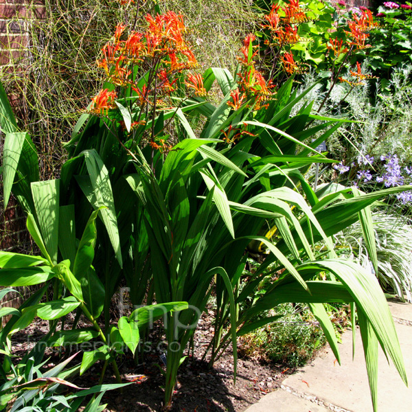 Big Photo of Crocosmia Paniculata