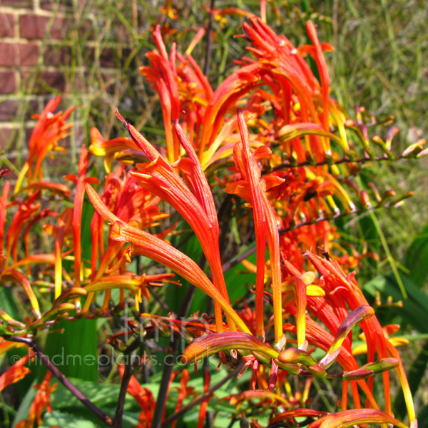 Big Photo of Crocosmia Paniculata, Flower Close-up