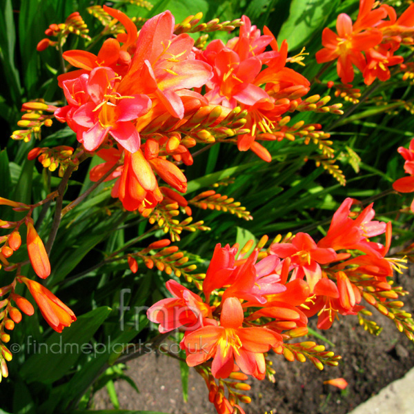 Big Photo of Crocosmia , Flower Close-up