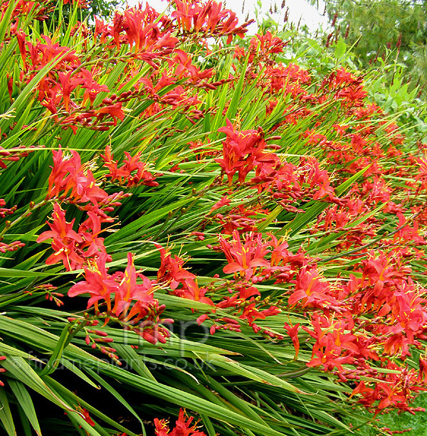 Big Photo of Crocosmia 