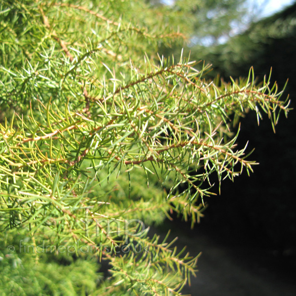 Big Photo of Cryptomeria Japonica