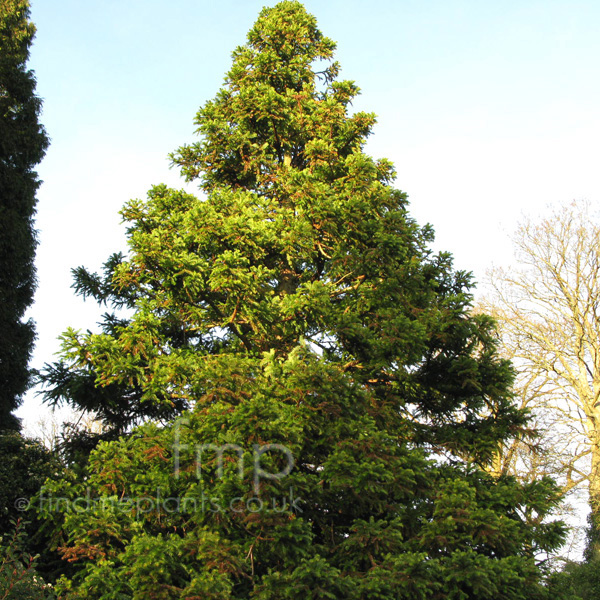 Big Photo of Cunninghamia Lanceolata