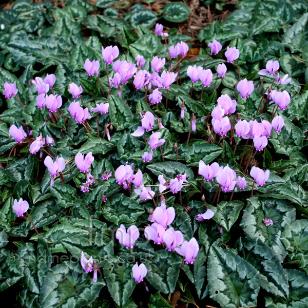 Big Photo of Cyclamen Hederifolium