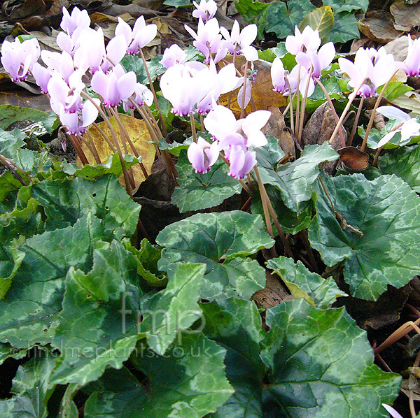 Big Photo of Cyclamen Hederifolium