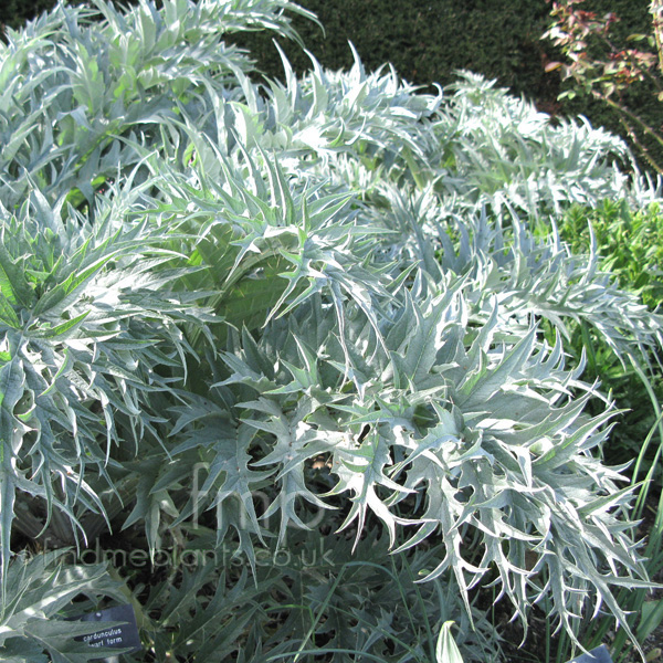 Big Photo of Cynara Cardunculus