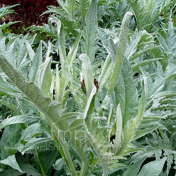 Big Photo of Cynara Scolymus