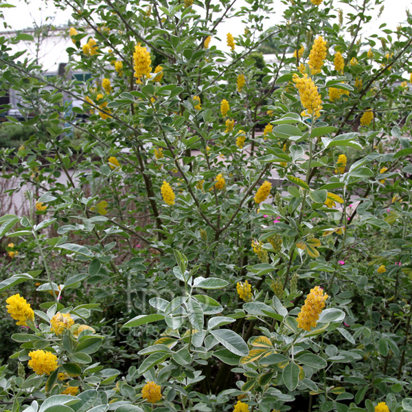 Big Photo of Cytisus Battandieri