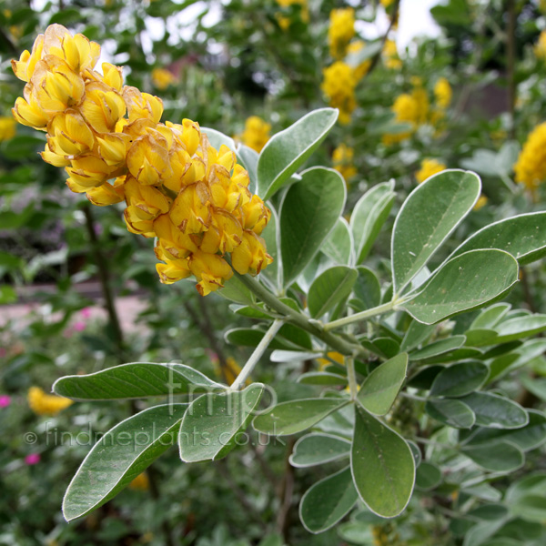 Big Photo of Cytisus Battandieri, Flower Close-up