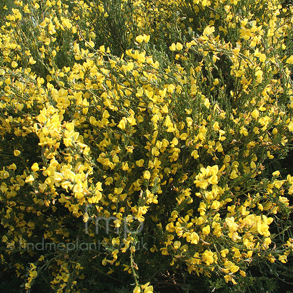 Big Photo of Cytisus X Kewensis