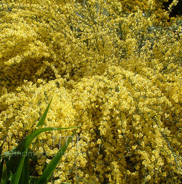 Big Photo of Cytisus X Praecox