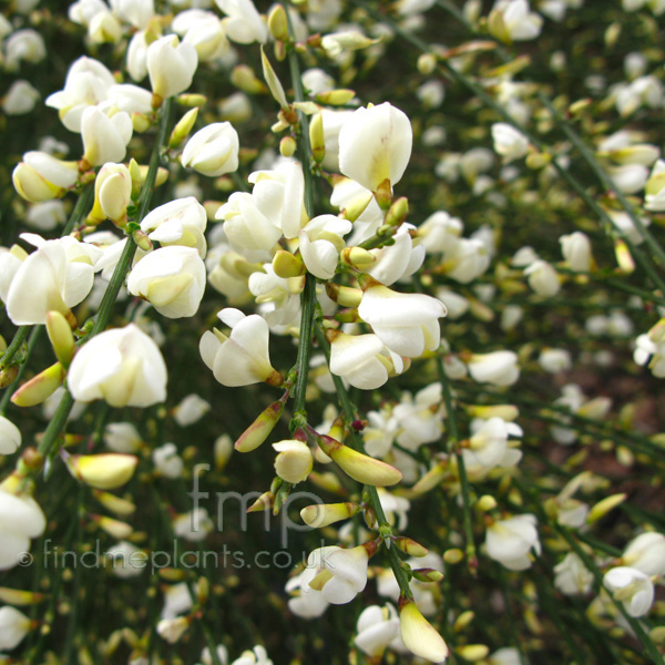 Big Photo of Cytisus X Praecox