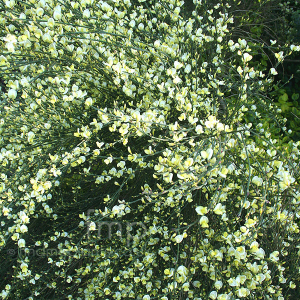 Big Photo of Cytisus X Praecox