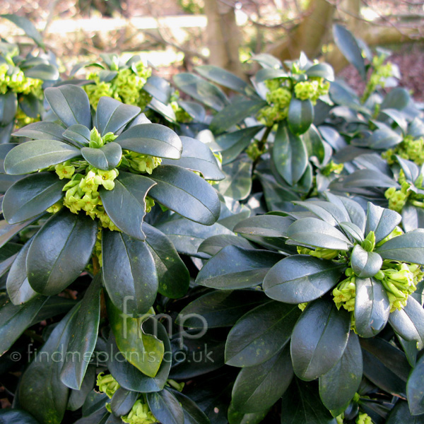 Big Photo of Daphne Laureola