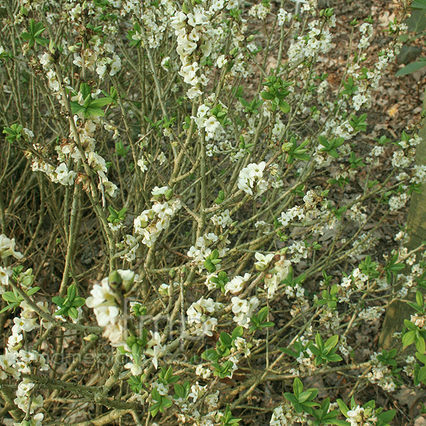 Big Photo of Daphne Mezereum