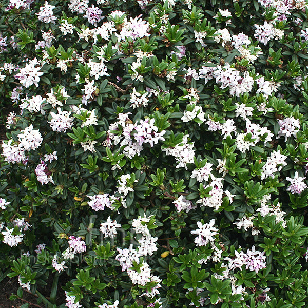 Big Photo of Daphne Retusa