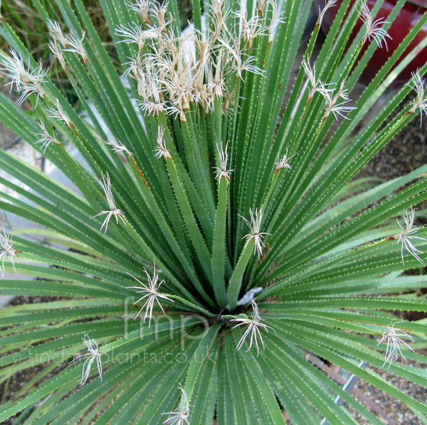 Big Photo of Dasylirion Acrotrichum