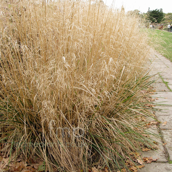 Big Photo of Deschampsia Cespitosa