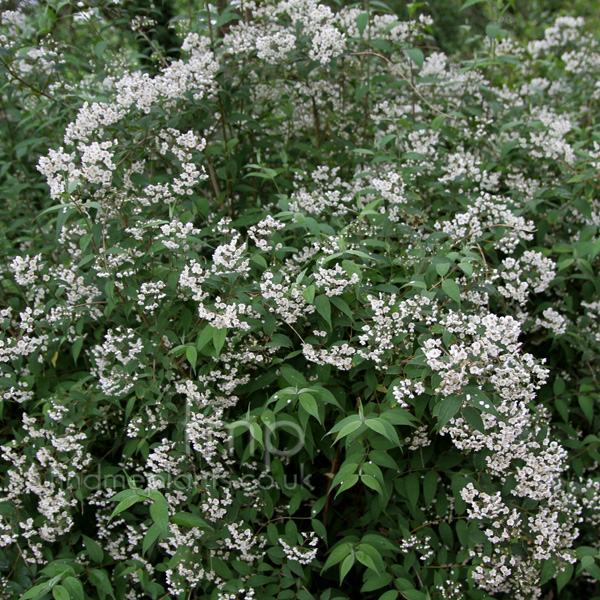 Big Photo of Deutzia Corymbosa