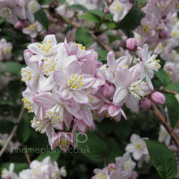 Big Photo of Deutzia X Elegantissima, Flower Close-up