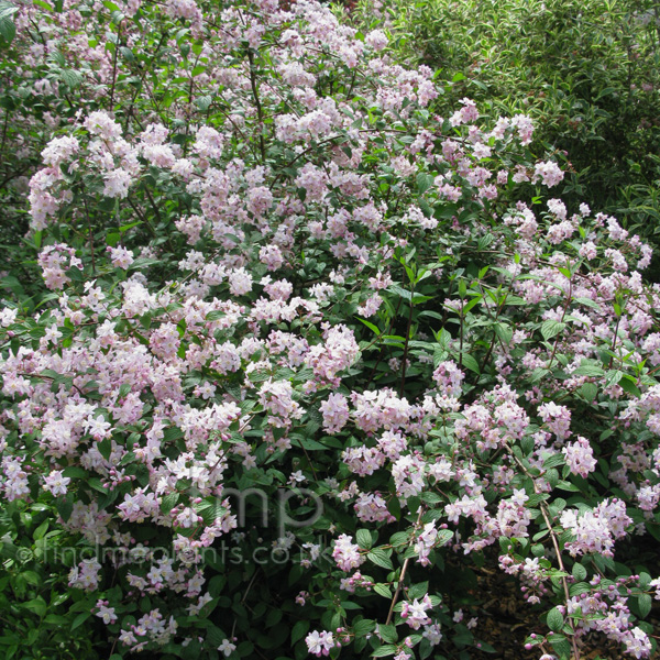 Big Photo of Deutzia X Elegantissima