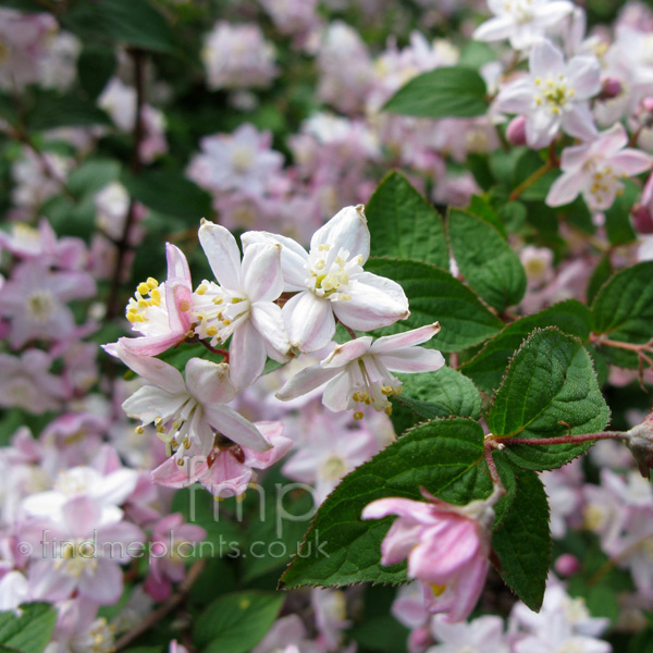 Big Photo of Deutzia X Elegantissima, Flower Close-up