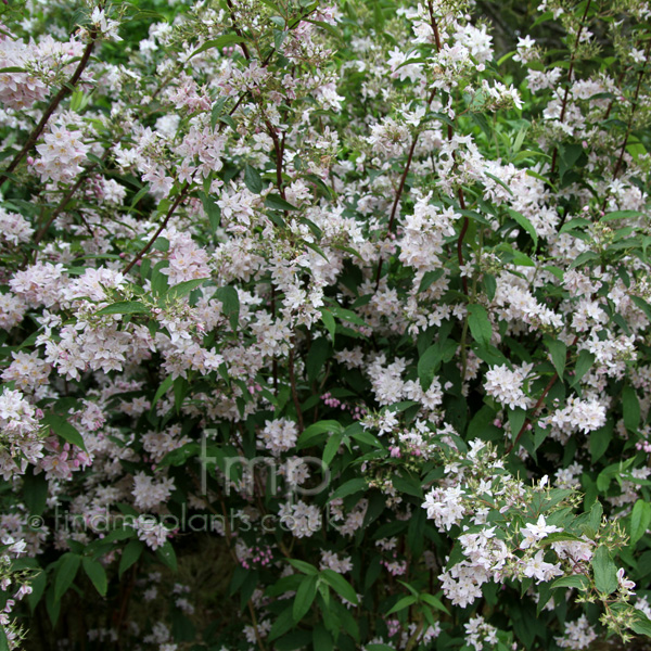 Big Photo of Deutzia Hybrida